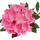 凯德精油